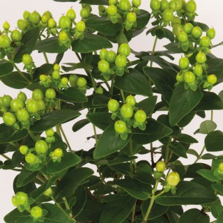 Hypericum X inodorum miracle blossom