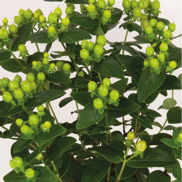 Hypericum X inodorum miracle blossom