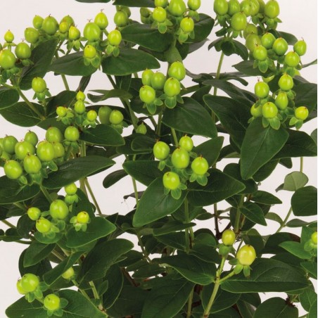 Hypericum X inodorum miracle blossom