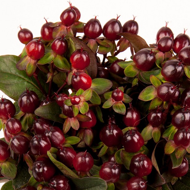 Hypericum X inodorum miracle blossom