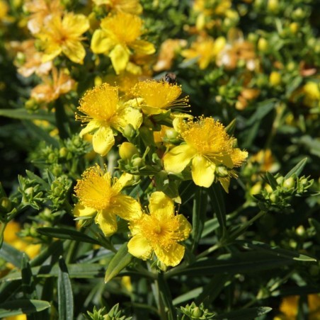 Hypericum kalmianum sunny boulevard