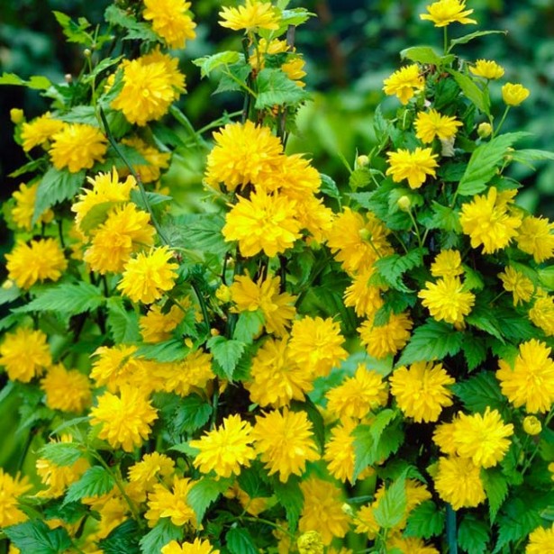 Kerria japonica pleniflora