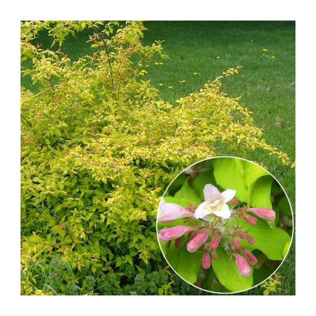 Kolkwitzia amabilis maradco