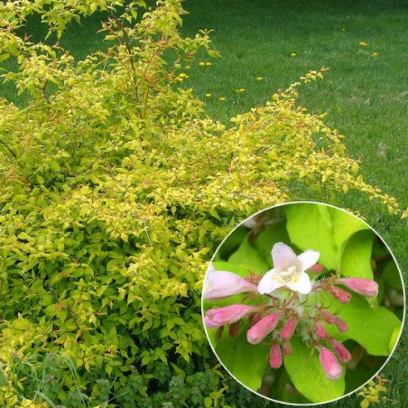 Kolkwitzia amabilis maradco