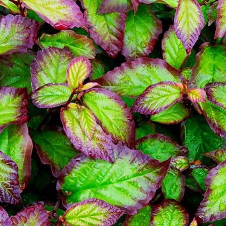 Parrotia persica persian spire