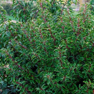 Prunus lusitanica brenelia