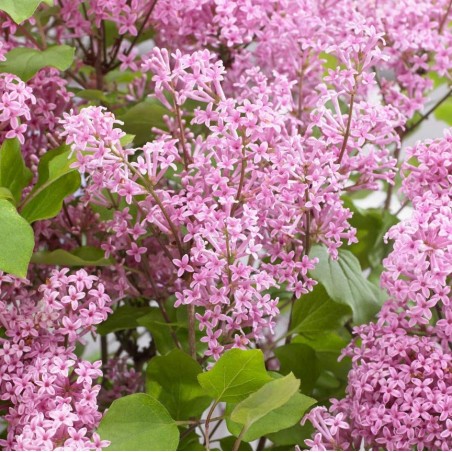 Syringa meyeri flowerfesta pink