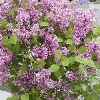 Syringa meyeri flowerfesta purple