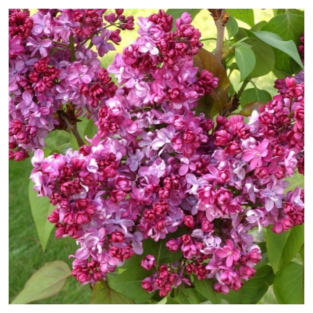 Syringa vulgaris Prince Wolkonsky