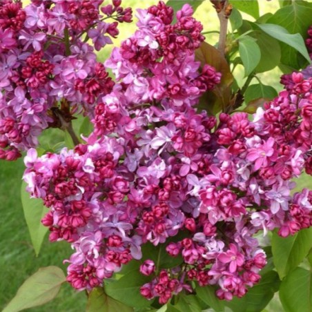Syringa vulgaris Prince Wolkonsky