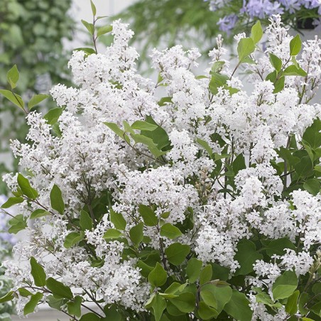 Syringa meyeri flowerfesta white