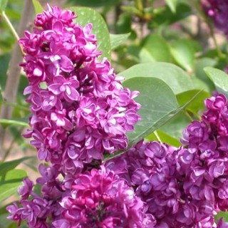 Syringa vulgaris charles joly
