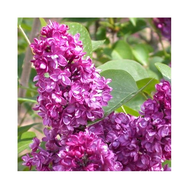 Syringa vulgaris charles joly