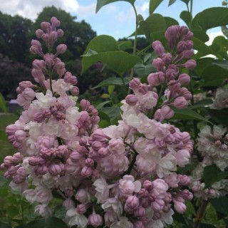 Syringa vulgaris belle de Moscou