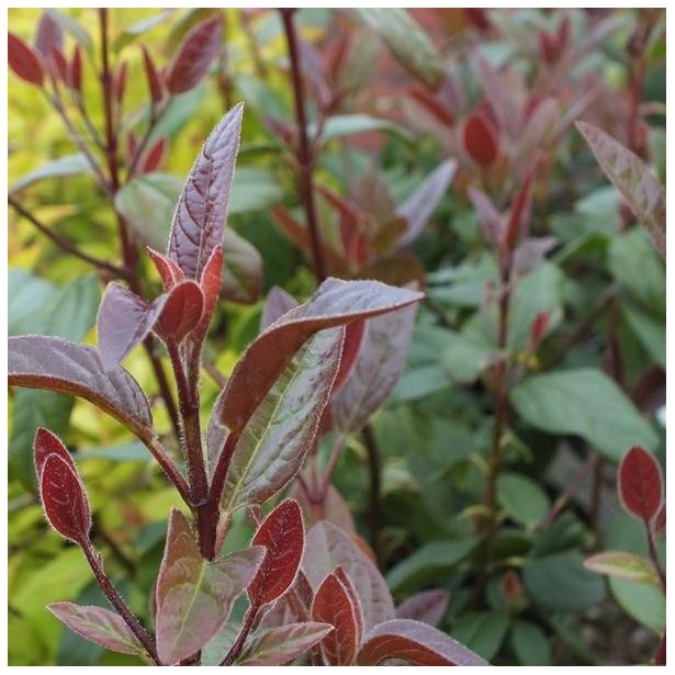 Viburnum tinus purpureum