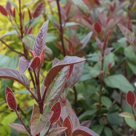Viburnum tinus purpureum