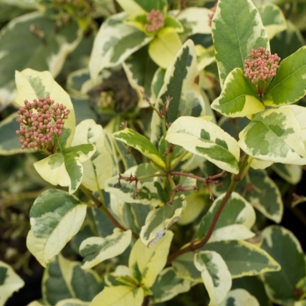 Viburnum tinus variegatum