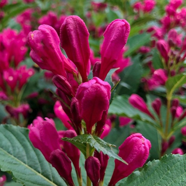 Weigelia florida big love