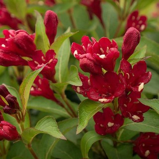 Weigelia florida cherry love