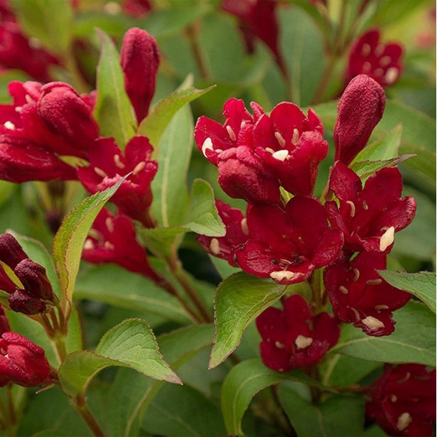 Weigelia florida cherry love