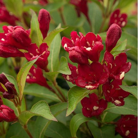 Weigelia florida cherry love