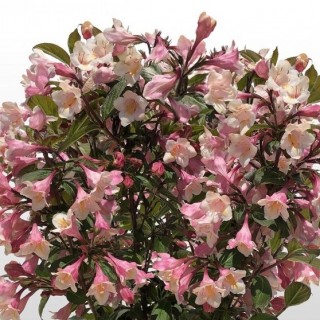 Weigelia florida vintage love