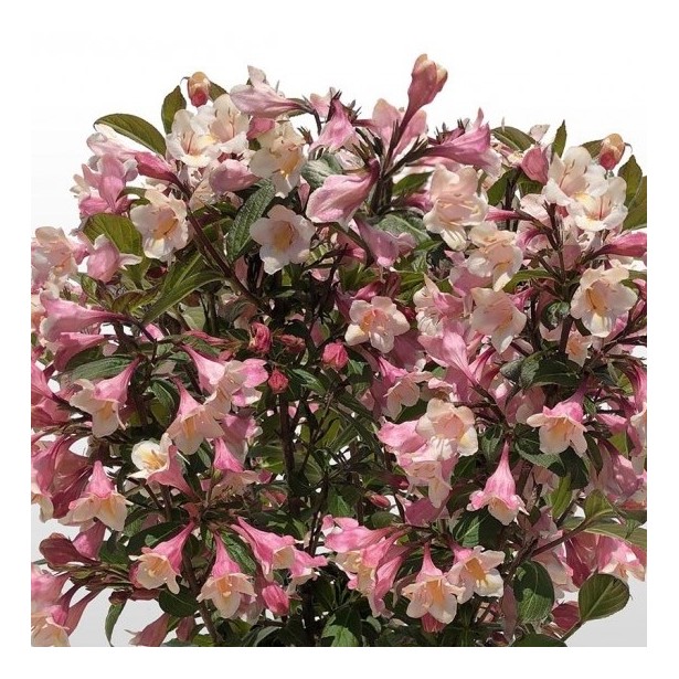Weigelia florida vintage love