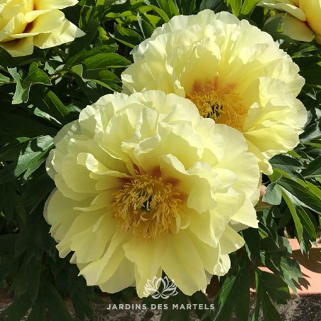 Paeonia itoh Bartzella