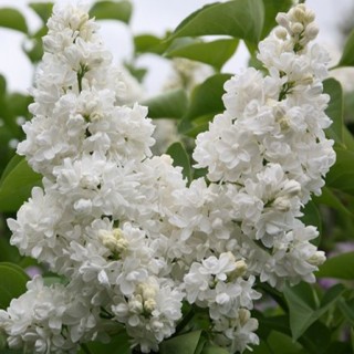 Syringa vulgaris mme Lemoine