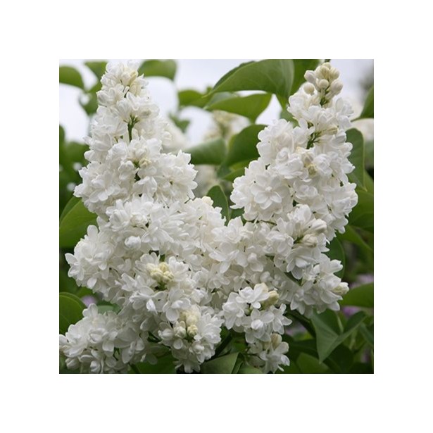Syringa vulgaris mme Lemoine
