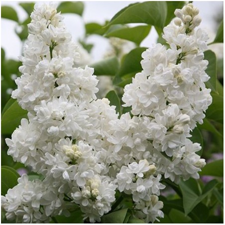 Syringa vulgaris mme Lemoine