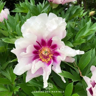 Paeonia itoh Cora Louise