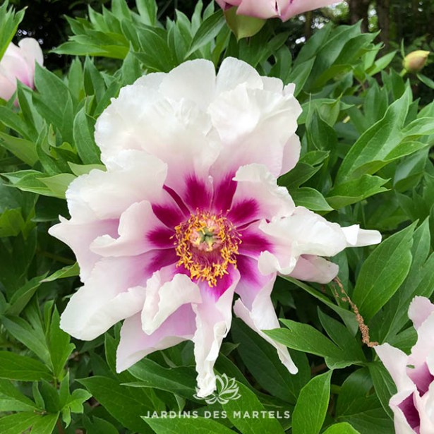 Paeonia itoh Cora Louise
