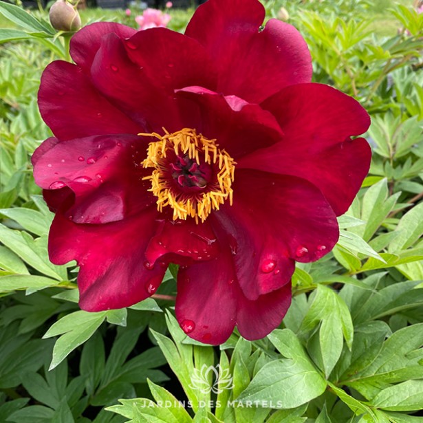 Paonia Itoh Scarlet Heaven