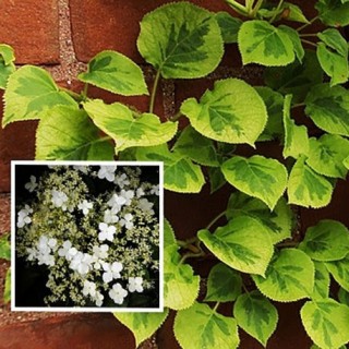Hydrangea petiolaris miranda