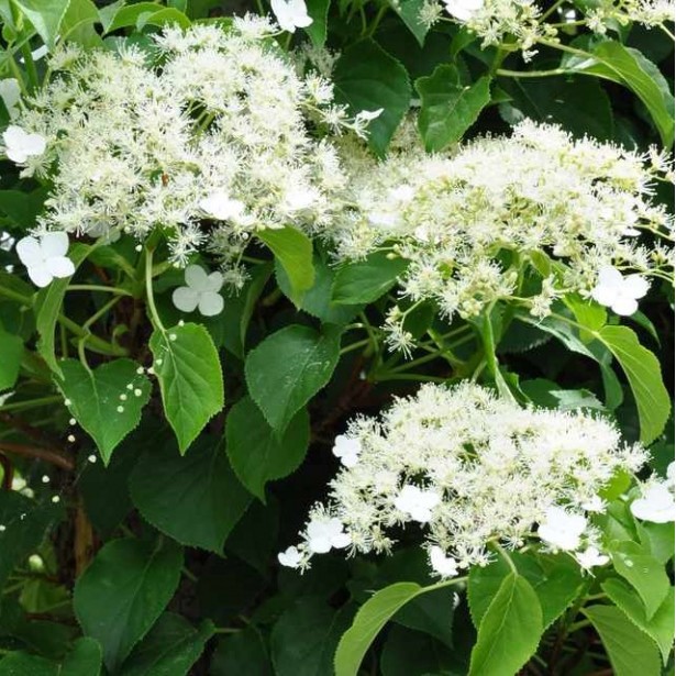Hydrangea petiolaris flying saucer