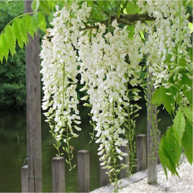 Wisteria sinensis alba