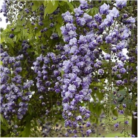 Wisteria floribunda grande diva Cecilia