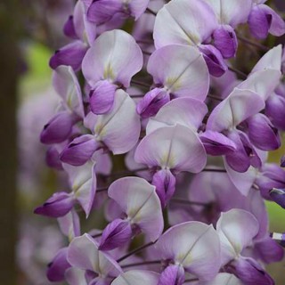 Wisteria floribunda grande diva Barbara