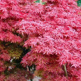 Acer palmatum shaina