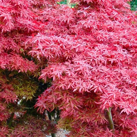 Acer palmatum shaina