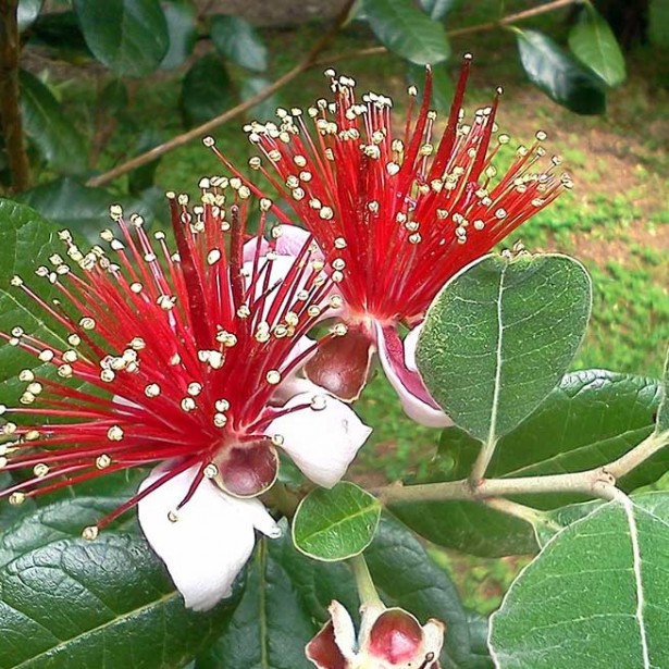 Feijoa sellowiana coolidge