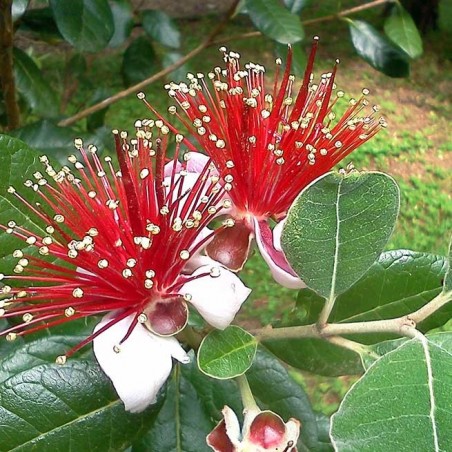 Feijoa sellowiana coolidge