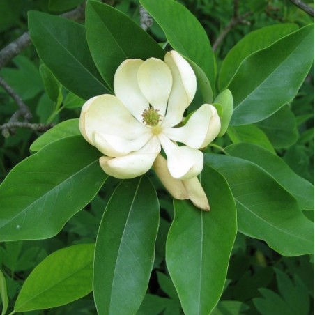 Magnolia virginiana glauca