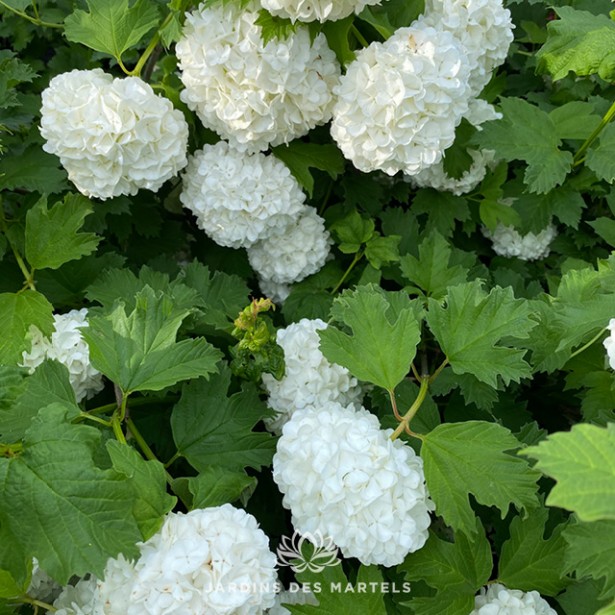 Viburnum opulus roseum