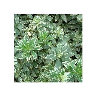 Pittosporum heterophy variegatum