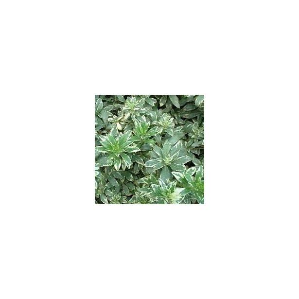 Pittosporum heterophy variegatum