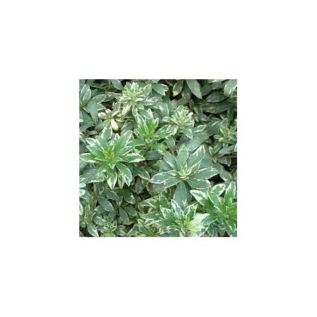 Pittosporum heterophy variegatum