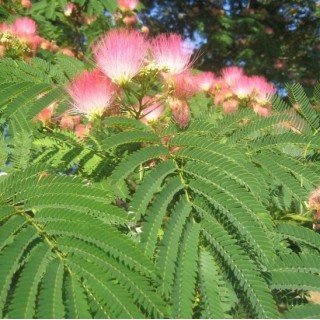 Albizia julibrissin ombrella
