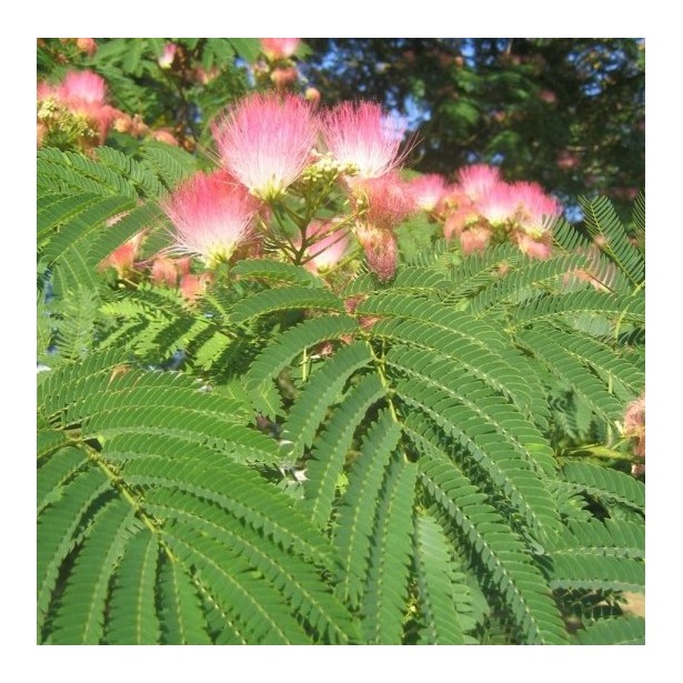 Albizia julibrissin ombrella